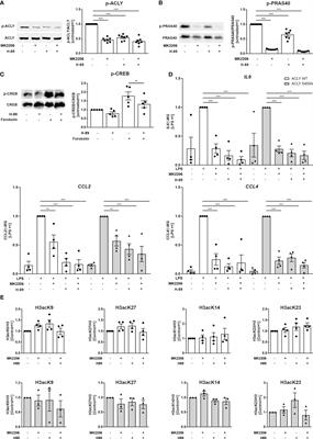 Corrigendum: Impact of ATP-citrate lyase catalytic activity and serine 455 phosphorylation on histone acetylation and inflammatory responses in human monocytic THP-1 cells